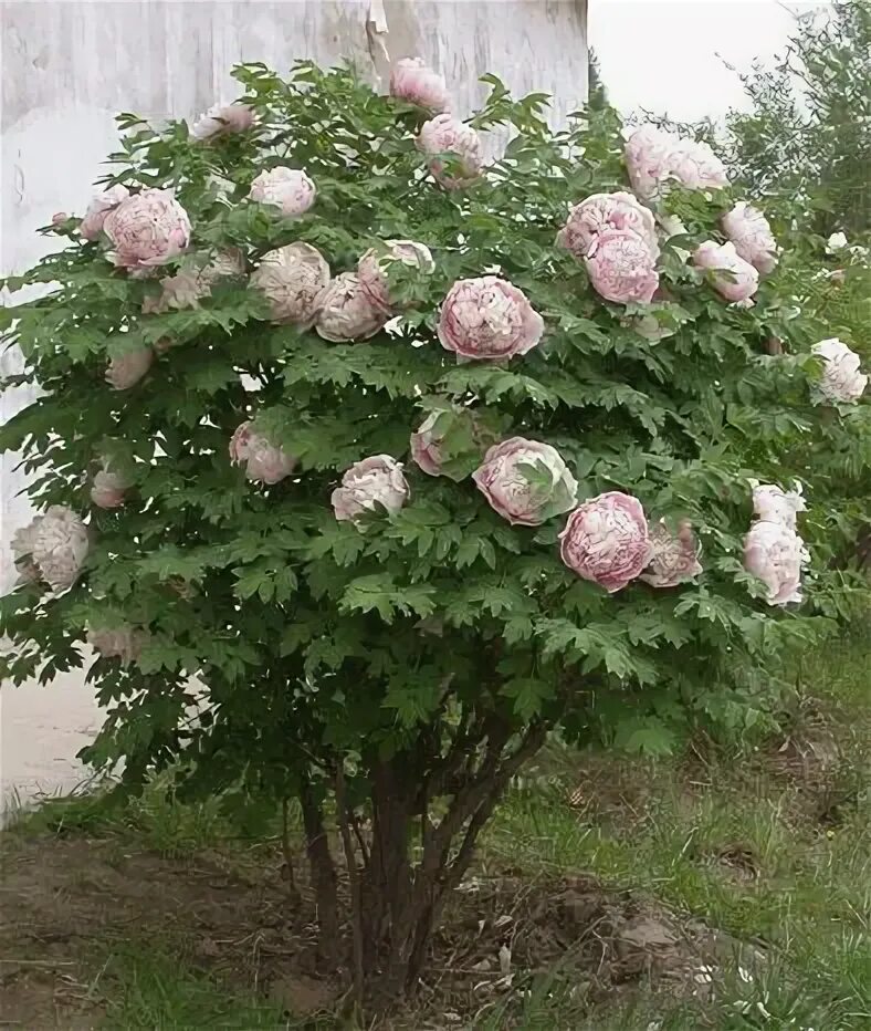 Пионы древовидные фото уход Itoh Peonies : Intersectional Peonies : Herbaceous/Tree Peony Hybrids Planting p