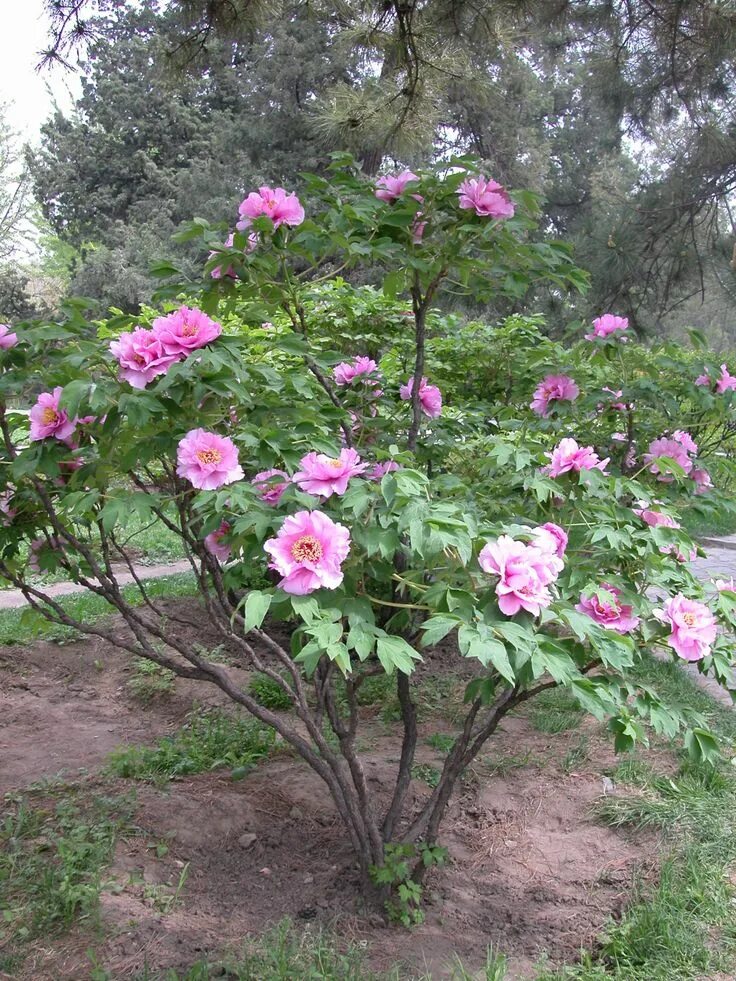 Пионы древовидные описание и уход фото Peony Growth Habits: a peony for every place Peonies garden, Trees to plant, Flo