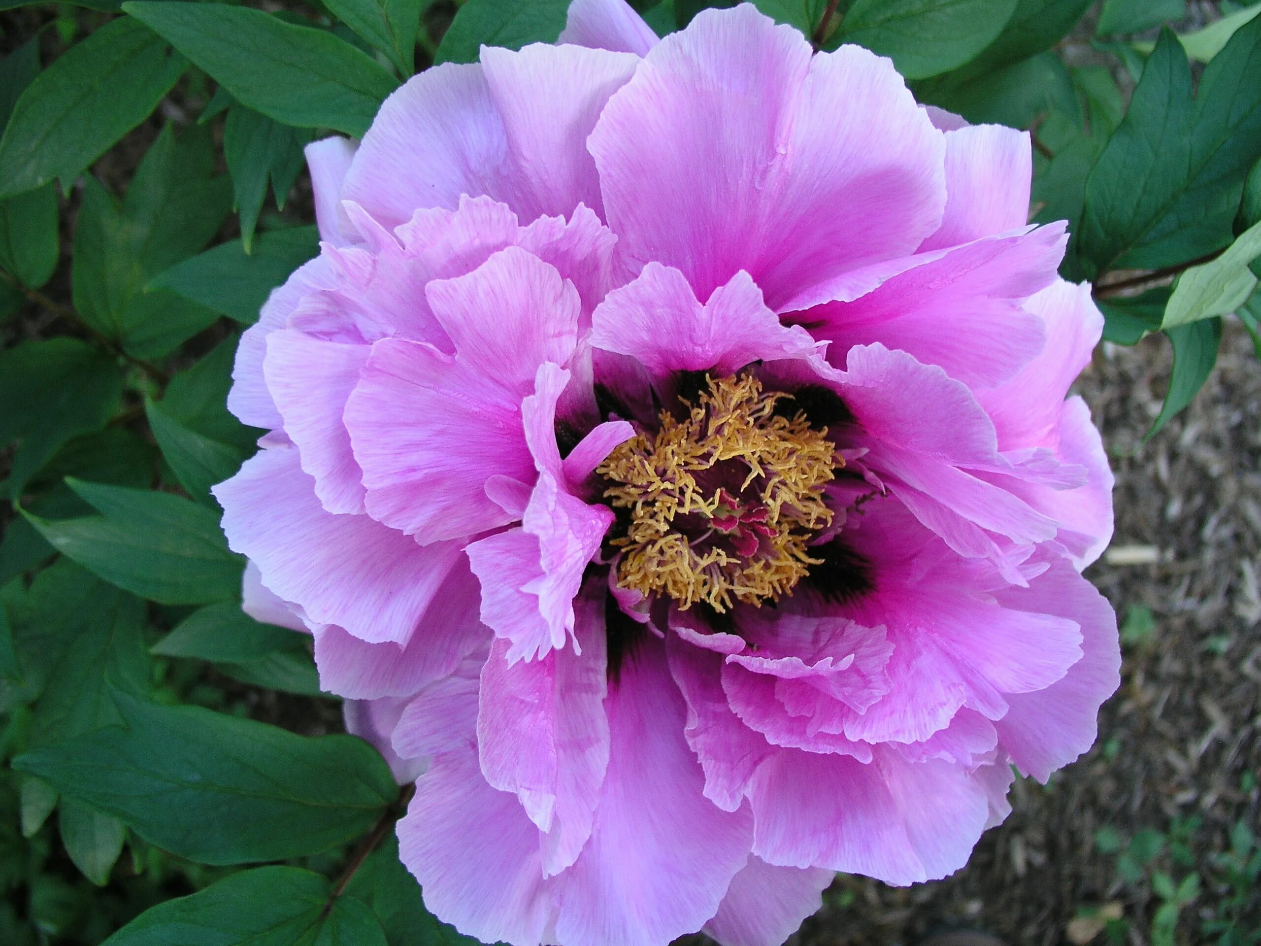 Пионы древовидные описание и уход фото Tree Peonies Exotic flowers, Peonies, Tree peony