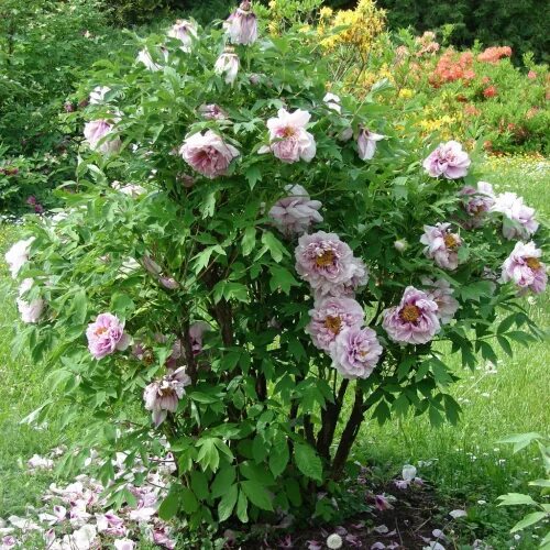 Пионы древовидные описание и уход фото Пион древовидный Сапфир (С3,5). Paeonia suffruticosa