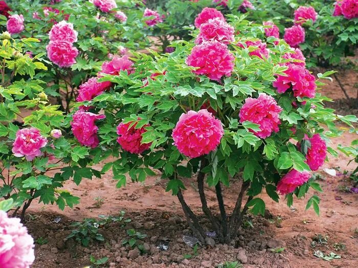 Пионы древовидные описание и уход фото Пион древовидный - Paeonia suffruticosa D9