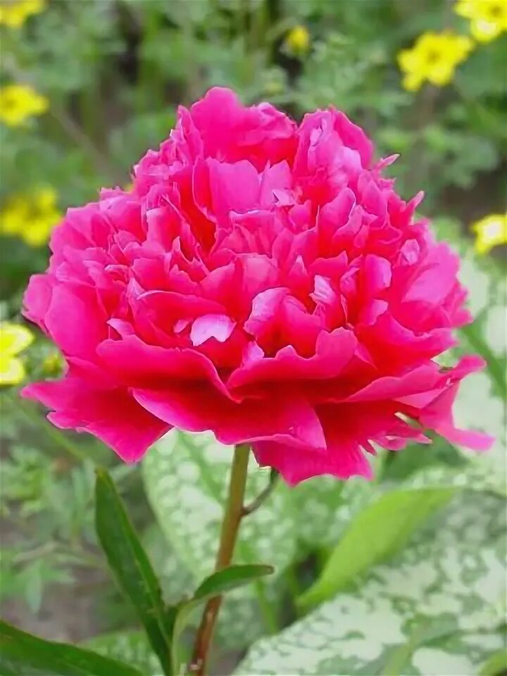 Пионы эмма клем фото Paeonia Emma Klehm