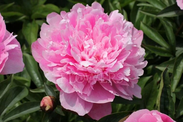 Пионы эмма клем фото Paeonia Emma Klehm Пион Эмма Клем