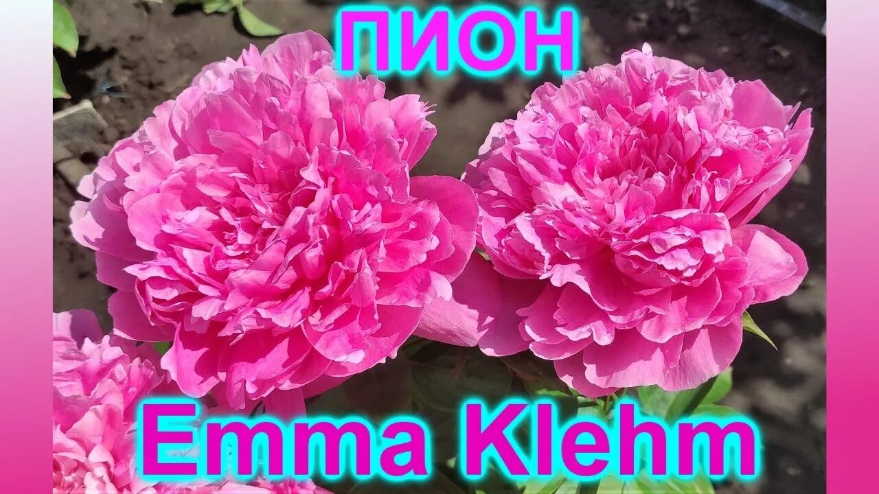 Пионы эмма клем фото Пион Emma Klehm (Эмма Клем) - YouTube