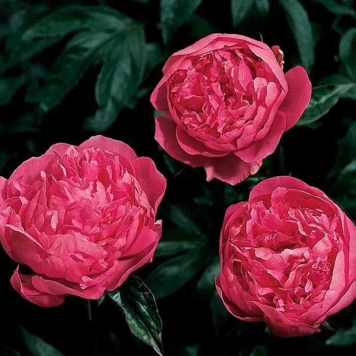 Пионы эмма клем фото Emma Klehm Peony Bulb flowers, Garden bulbs, Flower garden