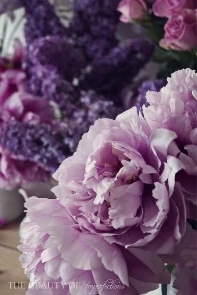 Пионы фиолетовые фото Картинки по запросу музыкальные ноты цветы пионы Flowers, Color of life, Garden