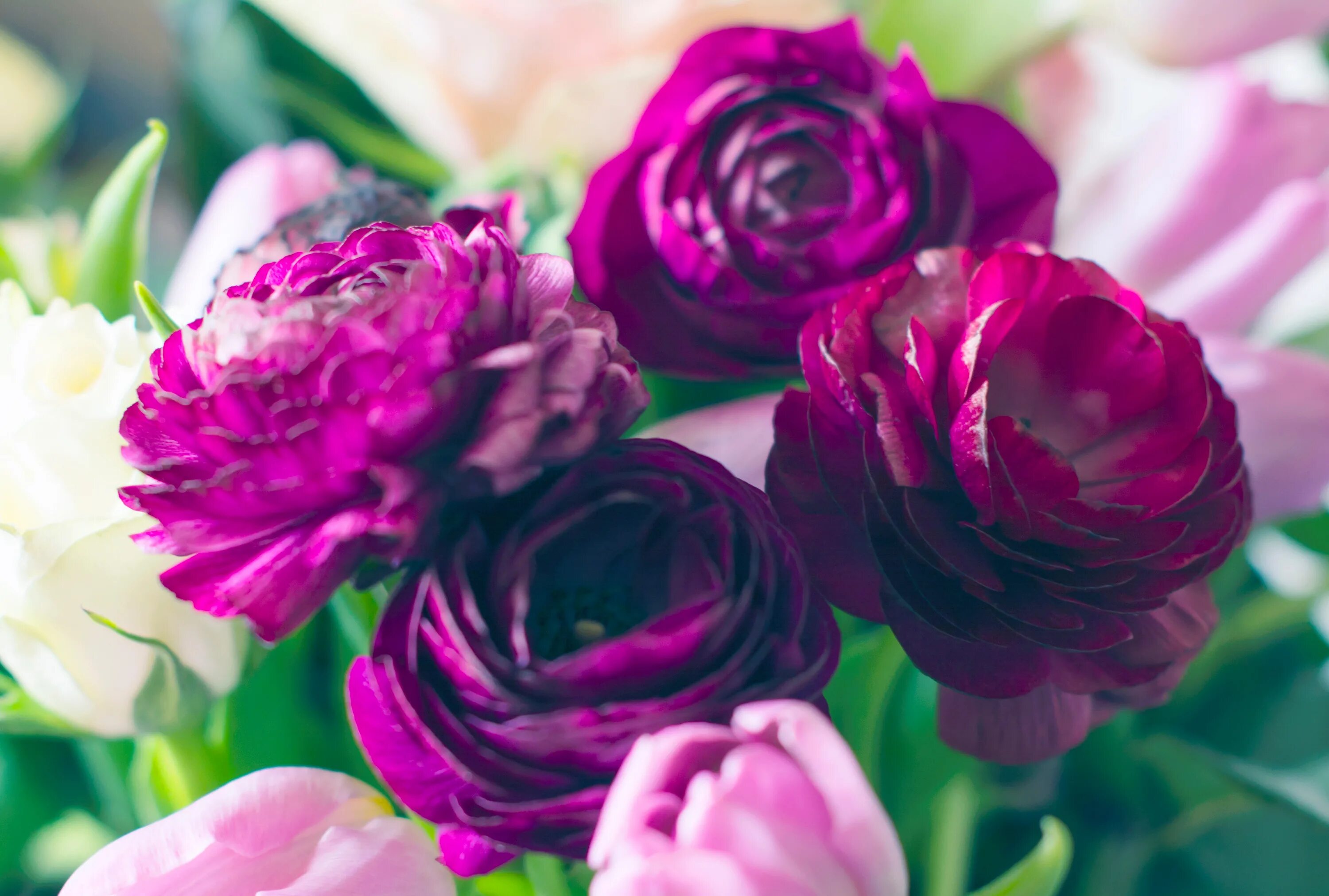 Пионы фиолетовые фото Free Images : blossom, purple, petal, pink, flora, floristry, peony, macro photo