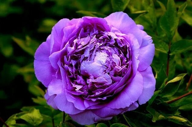 Пионы фиолетовые фото 20 Seeds Chinese Purple Peony Flower Seed Beautiful Hot P7 Big leaf hydrangea, F