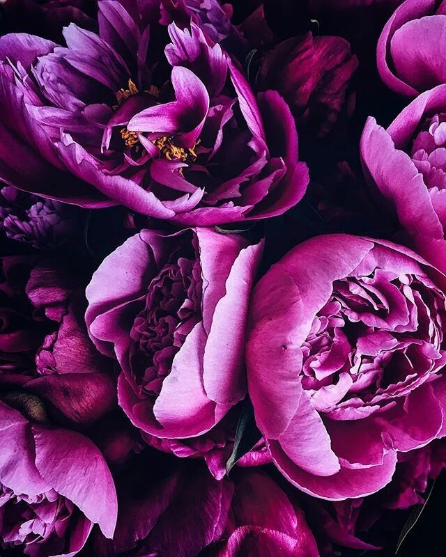 Пионы фиолетовые фото Пионы видные. Beautiful flowers, Pretty plants, Flower aesthetic