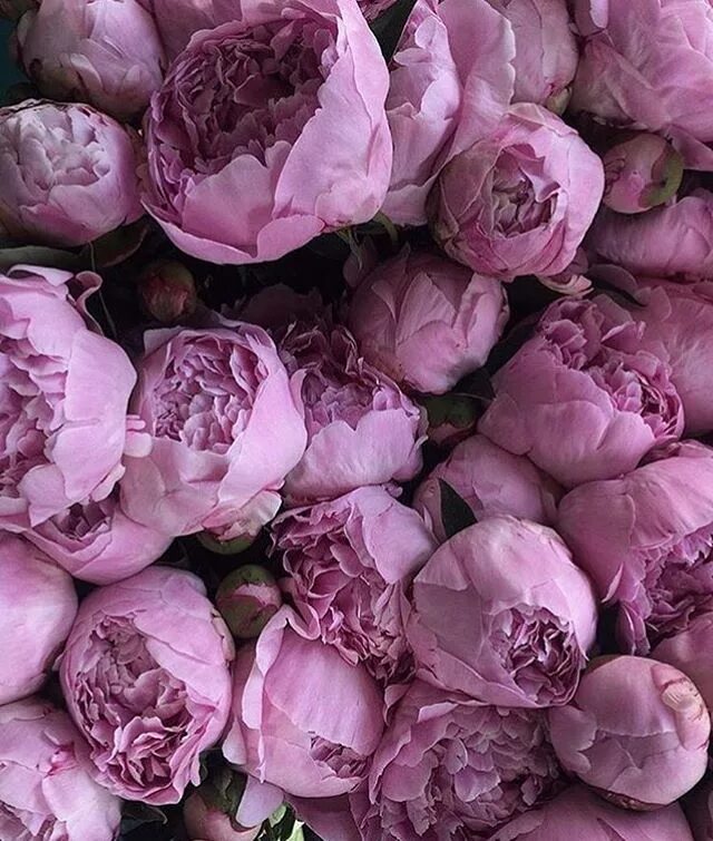 Пионы фиолетовые фото meaningfulbeauty Beautiful flowers, Pretty flowers, Love flowers