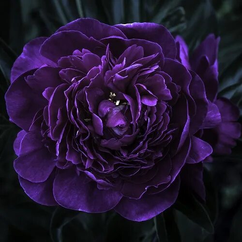 Пионы фиолетовые фото Bounced Light Dark purple flowers, Purple plants, Fragrant flowers