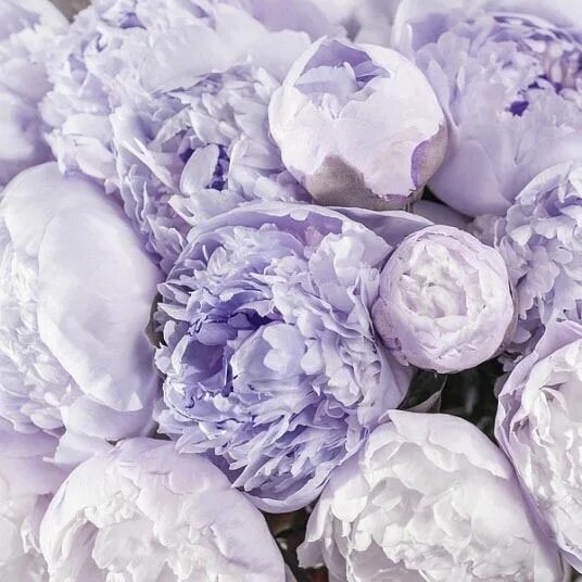 Пионы фиолетовые фото Lilac Peonies Inspiring a Sketch