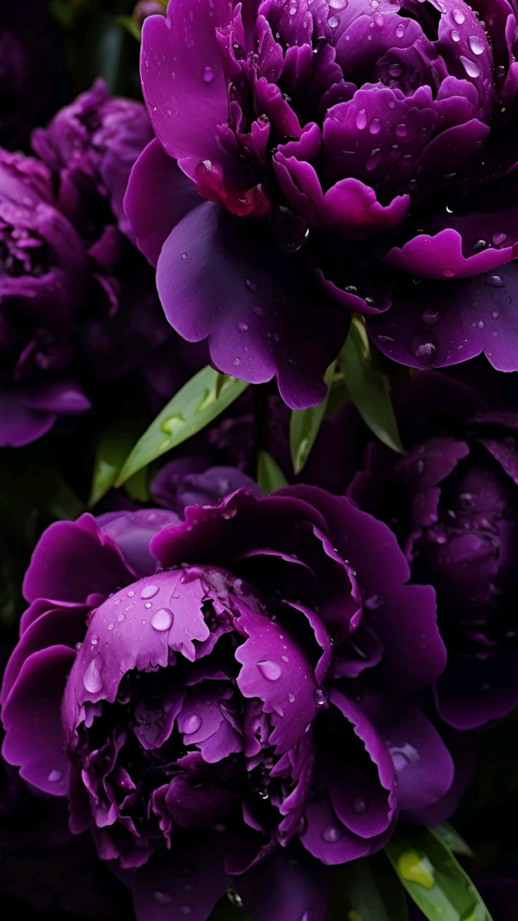 Пионы фиолетовые фото Пин на доске Phone Wallpaper в 2024 г Красивые цветы, Букеты фотографии, Иллюстр