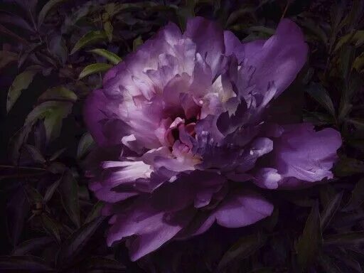 Пионы фиолетовые фото Pin by Laura Matthews on flowers Peony wallpaper, Peonies, Flower photos