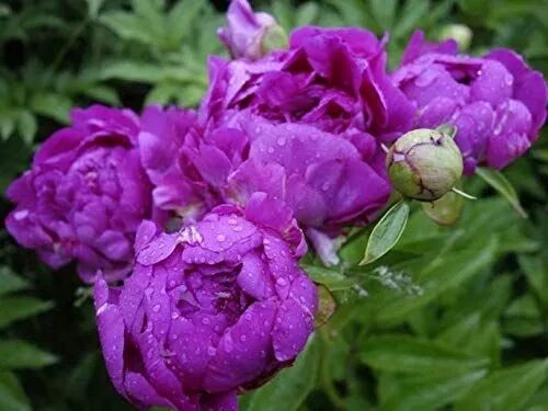Пионы фиолетовые фото 1 Purple Peony Root Perennial Fragrant Garden Flower Gorgeous Peony Flower Bonsa