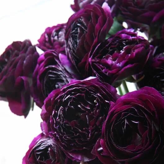 Пионы фиолетовые фото Ranunculus Bulbs - Violet Bulb flowers, Planting flowers, Spring plants