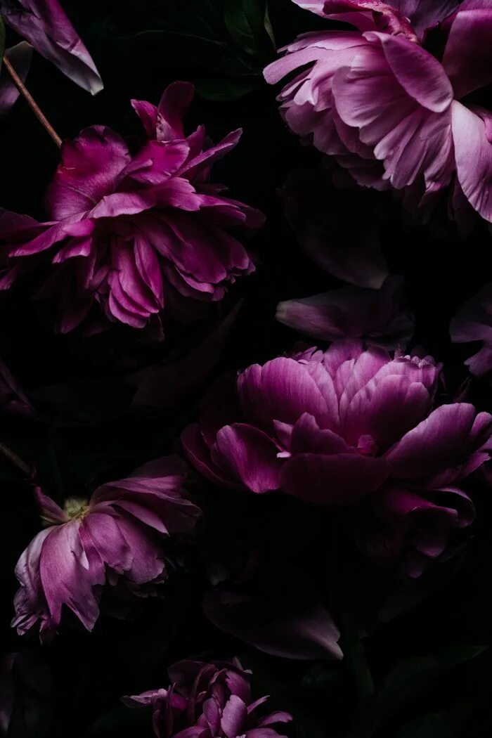 Пионы фиолетовые фото Peonies - Dark and Moody in 2020 Floral photography, Photography, Love flowers