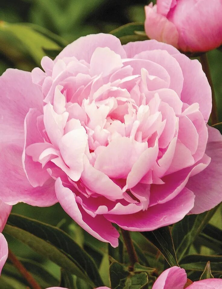 Пионы флеминг фото Peony Roses Dr Alexander Fleming - Tesselaar Peonies, Perennial shrubs, Peony ro