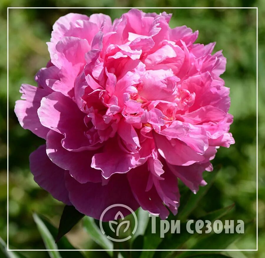Пионы флеминг фото Пион молочноцветковый "Доктор Александр Флеминг" купить саженцы в Нижнем Новгоро