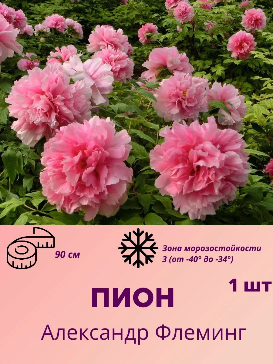 Пионы флеминг фото Саженцы Пиона многолетние цветы Жемчужина сада 246440129 купить за 567 ₽ в интер