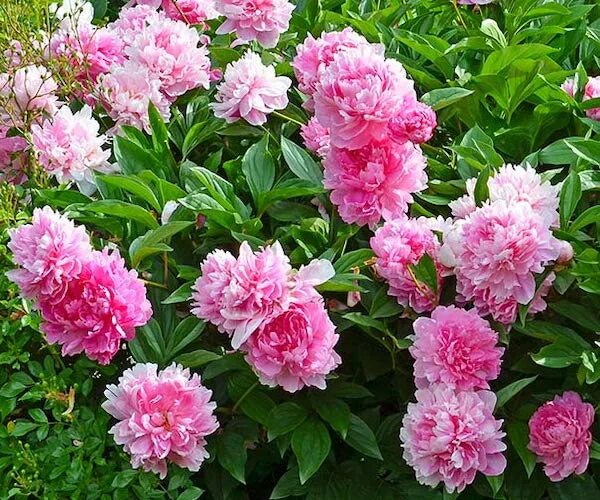 Пионы флеминг фото Dr. Alexander Fleming Peony, Paeonia 'Dr. Alexander Fleming'
