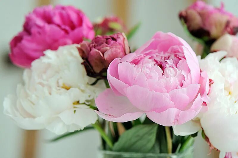 Пионы форум фото Пионы раскрываются Flowers Flowers, Peonies, Garden