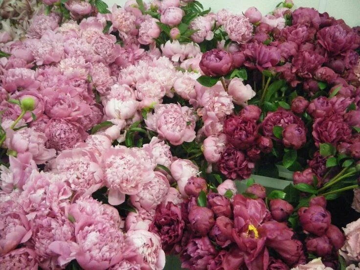 Пионы форум фото Peonies Цветы