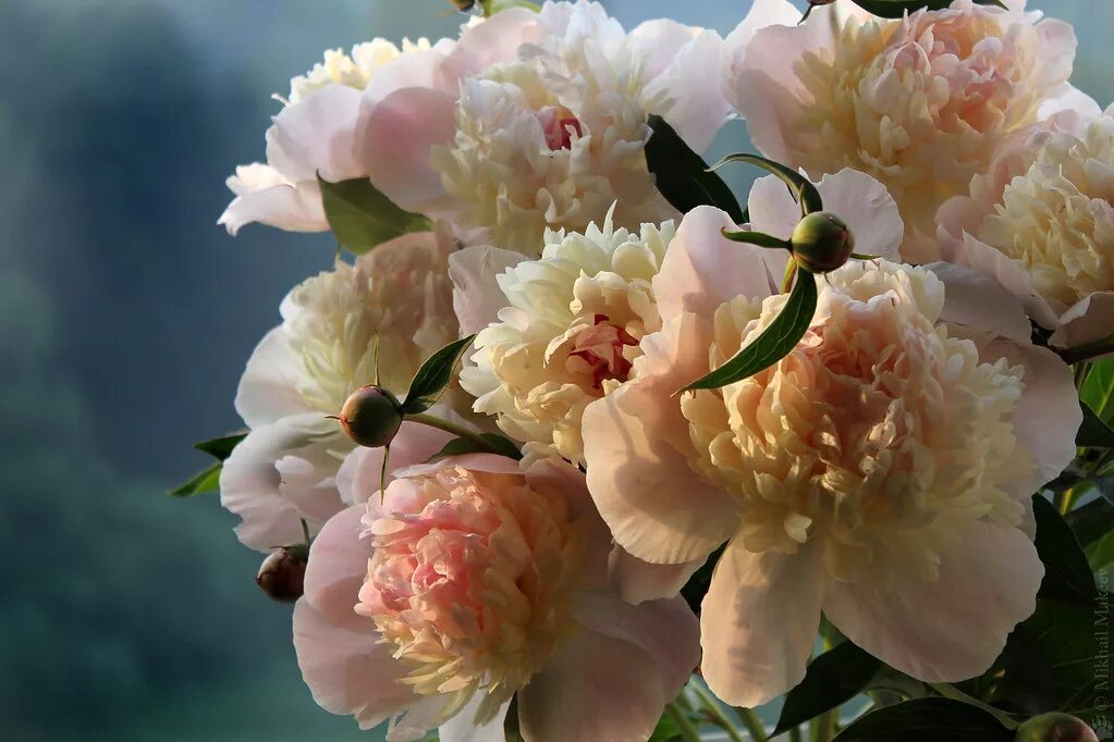 Пионы форум фото Peony bouquet from my garden. Букет пионов. Paeonia lactif. Flickr