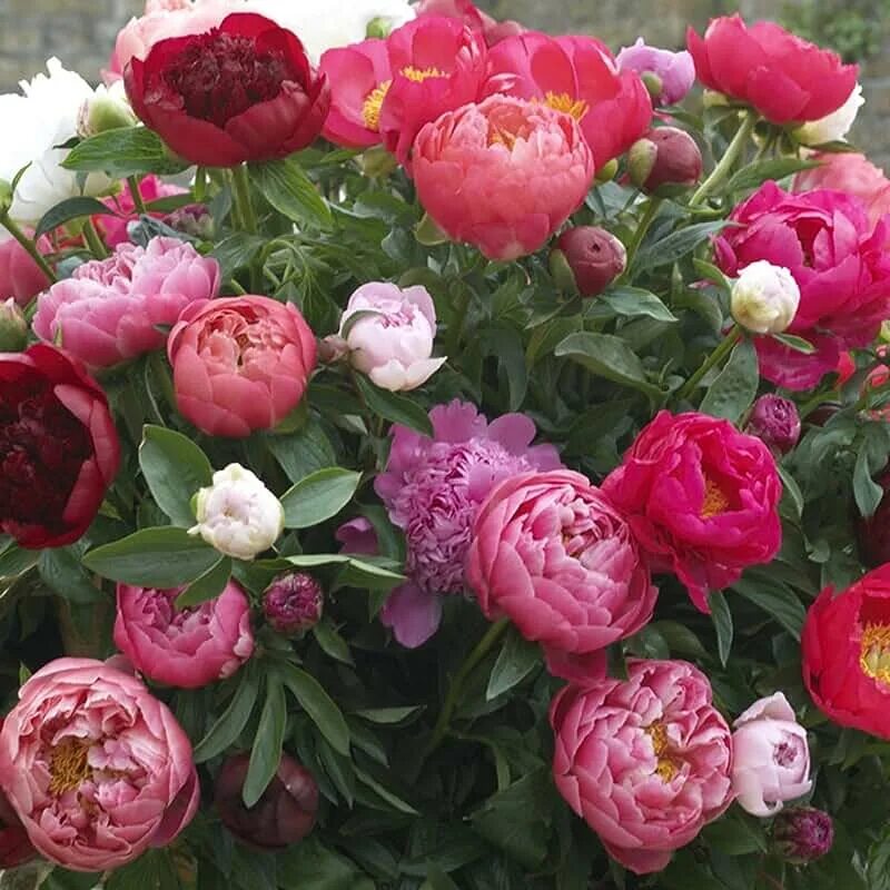 Пионы форум фото Amazon.com: Plants, Seeds & Bulbs - VAN ZYVERDEN / Plants, Seeds & Bulbs / Garde