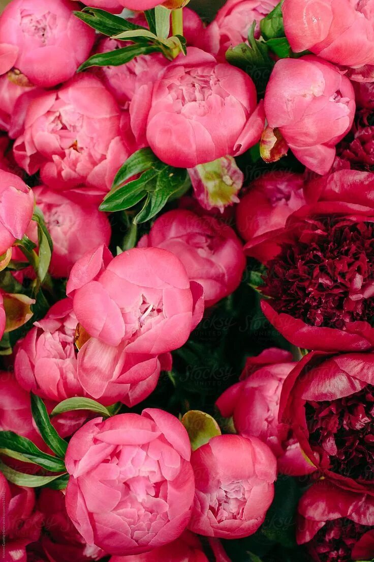 Пионы фото день "Large Arrangement Of Pink & Red Peonies." by Stocksy Contributor "Kristen Curet