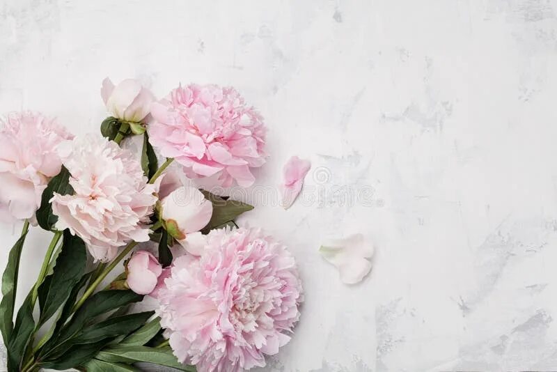 Пионы фото фон 6,349 Peony Flower Bouquet Pink Flat Background Stock Photos - Free & Royalty-Fr