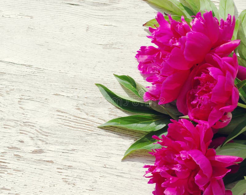 Пионы фото фон 289 Painted Peonies White Background Stock Photos - Free & Royalty-Free Stock Ph