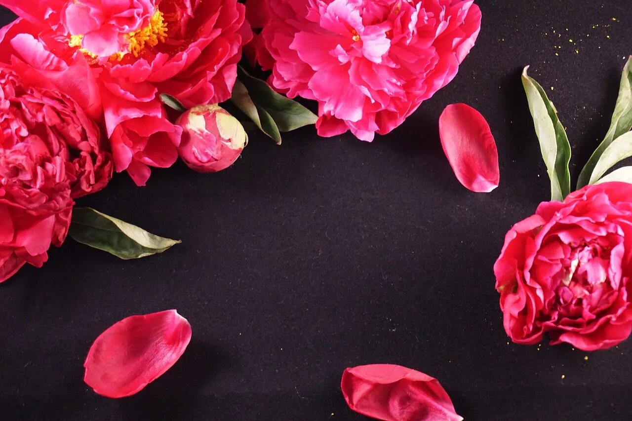 Пионы фото фон Peonies, black, background, flowers, floral - free image from needpix.com