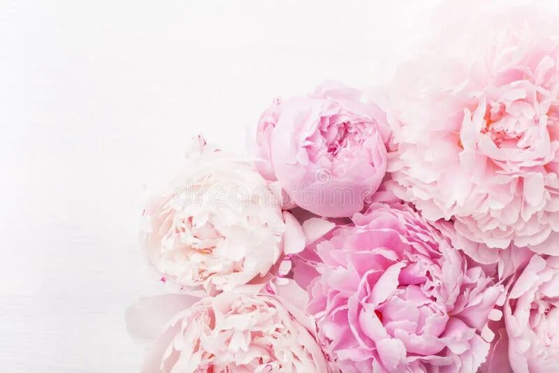 Пионы фото фон Beautiful Pink Peony Flower Background Stock Photo - Image of pink, flora: 10851