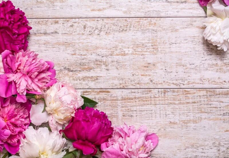 Пионы фото фон Border of Peonies on a Wooden Background. Floral Design. Pink and Purple Spring 