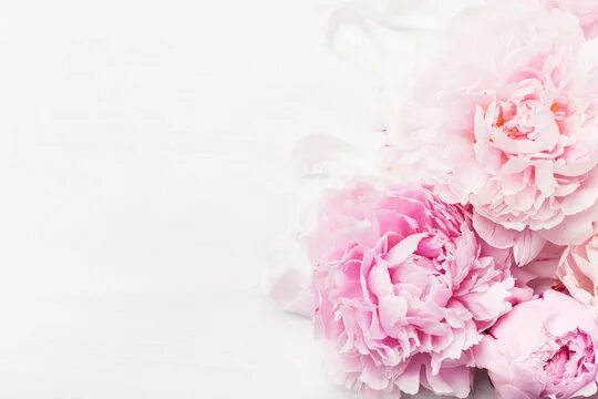 Пионы фото фон Peony Background Изображения: просматривайте стоковые фотографии, векторные изоб