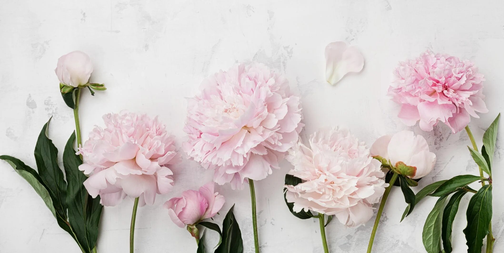 Пионы фото фон 5 Facts About Mother's Day Origin - History of Mother's Day