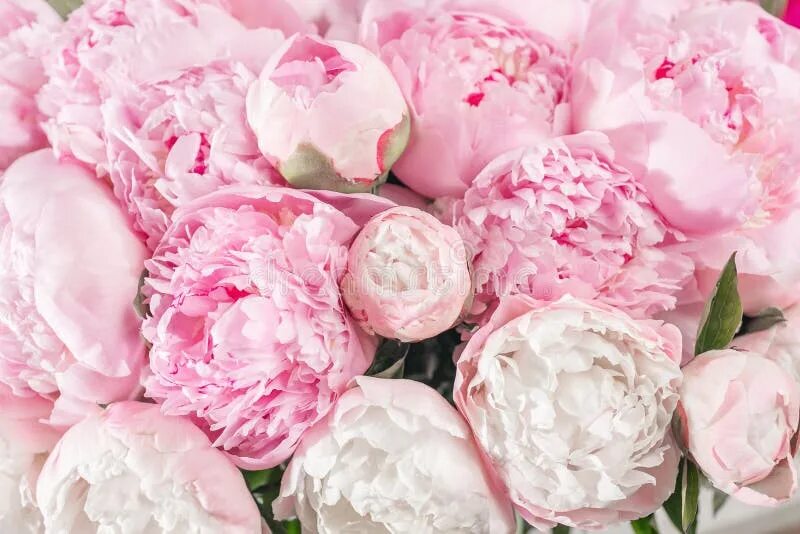Пионы фото фон Beautiful Pink Peony Flower Background Stock Photo - Image of romance, smell: 96