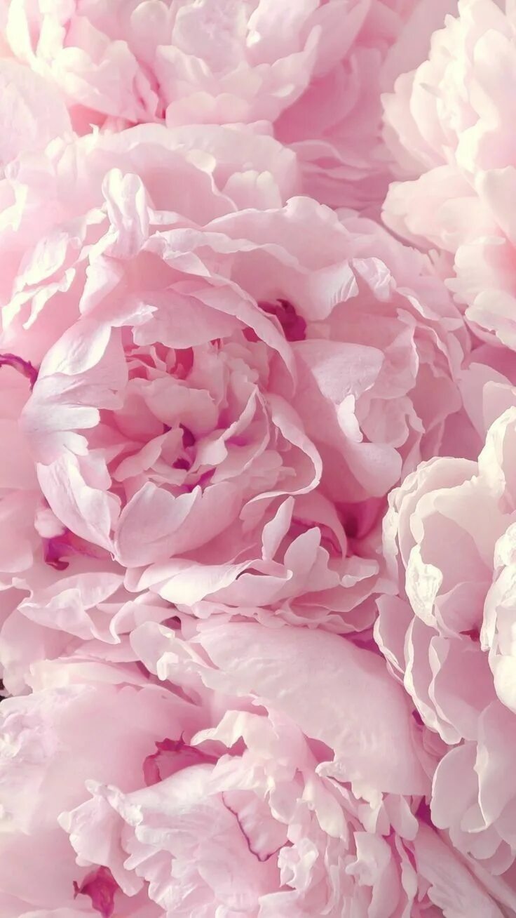 Пионы фото фон Pin by Аня Тян on ня Flower iphone wallpaper, Pink wallpaper iphone, Peony wallp