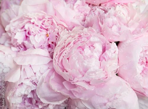 Пионы фото фон Pink peonies blossom background. Flowers фотография Stock Adobe Stock