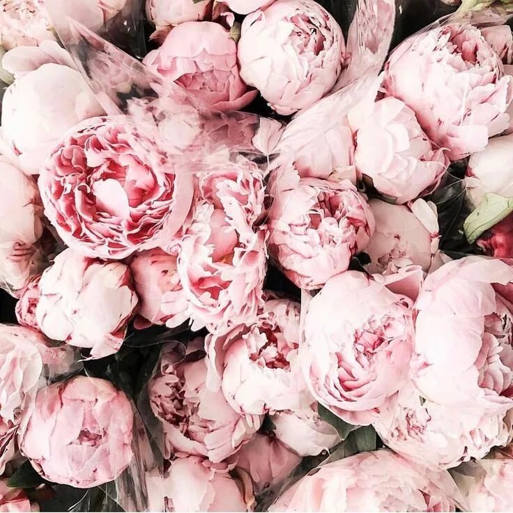 Пионы фото фон Pink #peonies please Pretty flowers, Beautiful flowers, Flowers