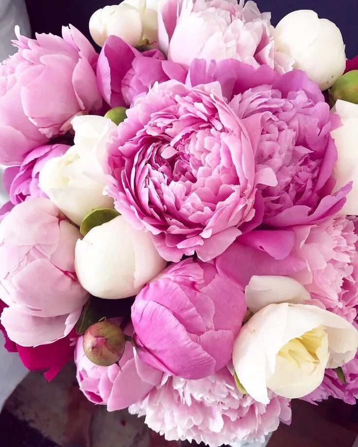 Пионы фото красивые картинки Lovely peony blooms; I love peony season! Peonies season, Peonies, Beautiful flo