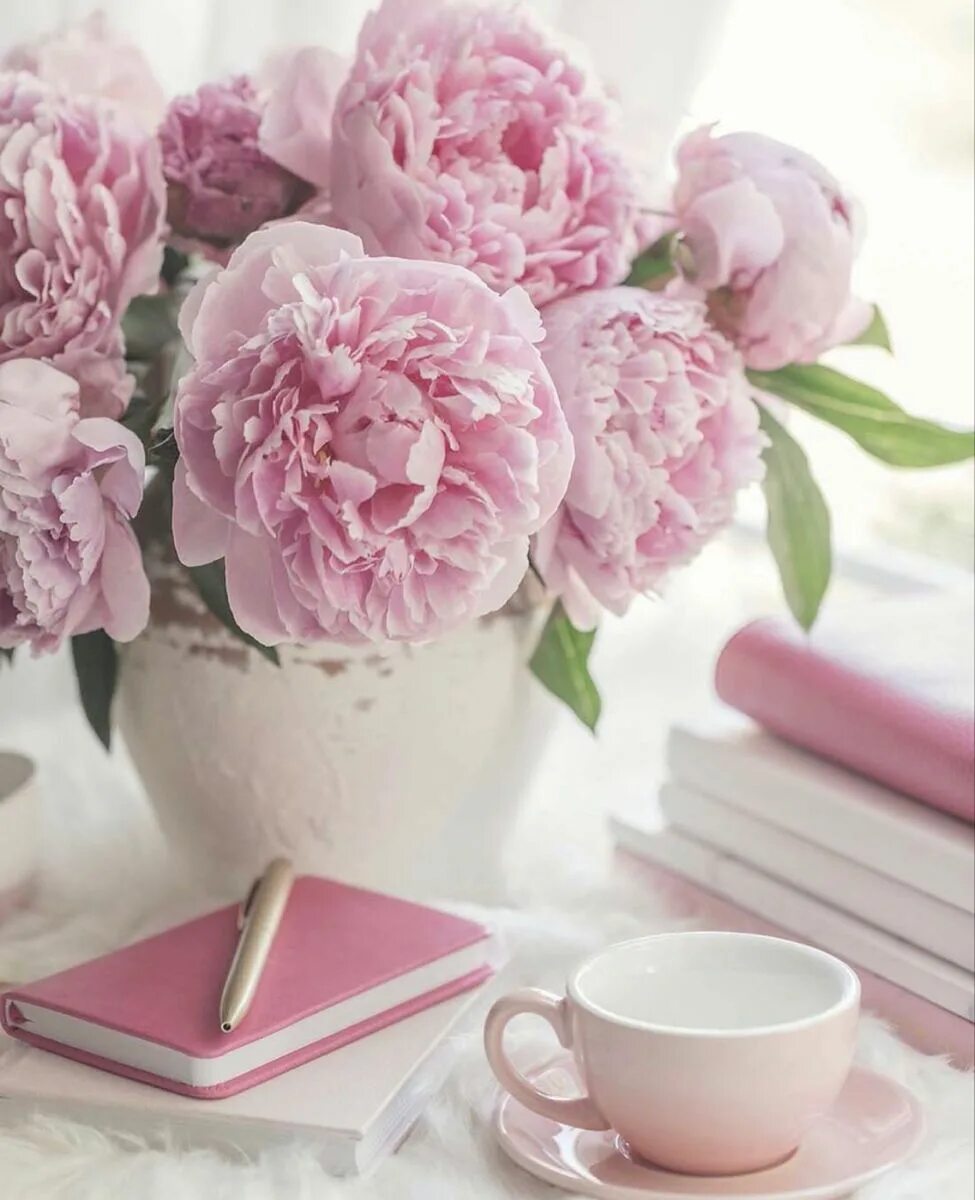 Пионы фото красивые картинки с добрым утром Buy Wholesale Peonies in Bulk - Fresh Pink Peony Flower Sale Whole Blossoms in 2