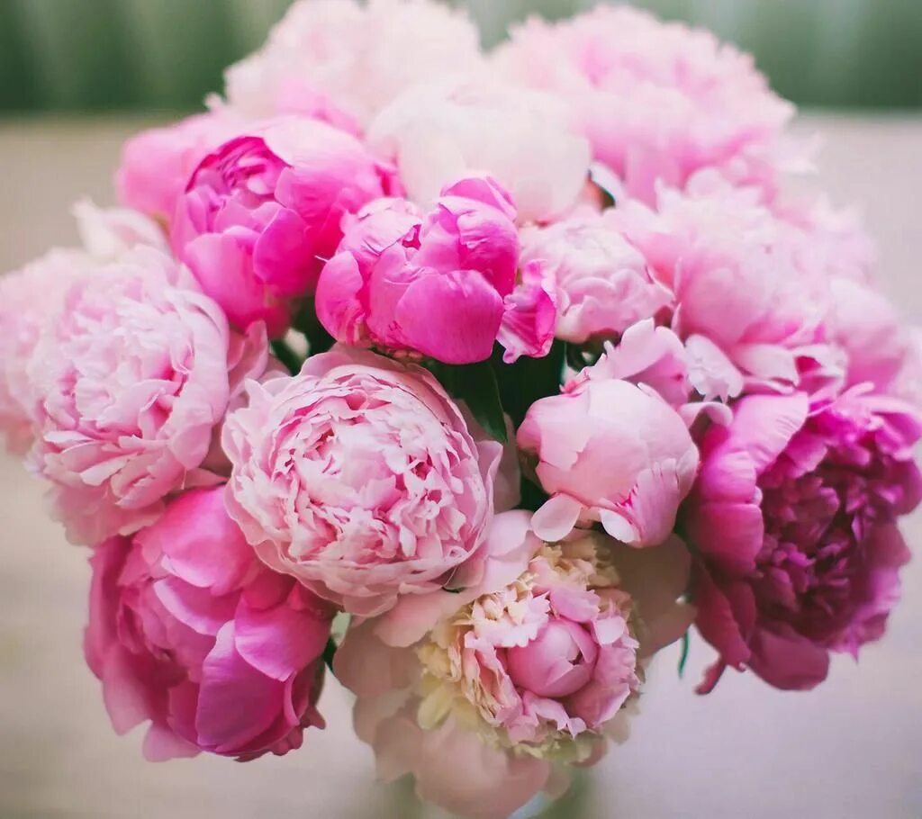 Пионы фото красивые шикарные 久 on X Pretty flowers, Pink peonies wallpaper, Pink peonies