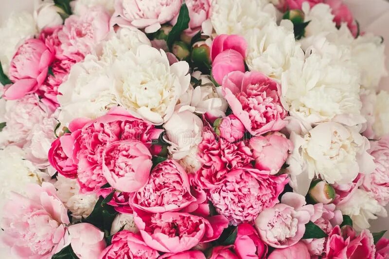 Пионы фото красивые шикарные королевские Peonies Pattern Wallpaper. Beautiful Pink and White Peony Flowers Close Up. Hell
