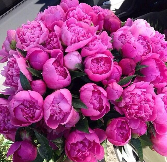 Пионы фото красивые шикарные королевские Pin on In Bloom Beautiful flowers, Pretty flowers, Flowers bouquet gift
