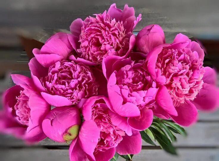 Пионы фото красивые шикарные королевские Peonies Ostrich Large Flowers - Free photo on Pixabay