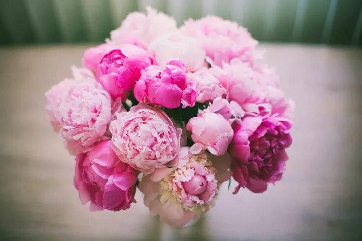 Пионы фото красивые скачать бесплатно Pink Peonies! Pretty flowers, Pink peonies wallpaper, Pink peonies