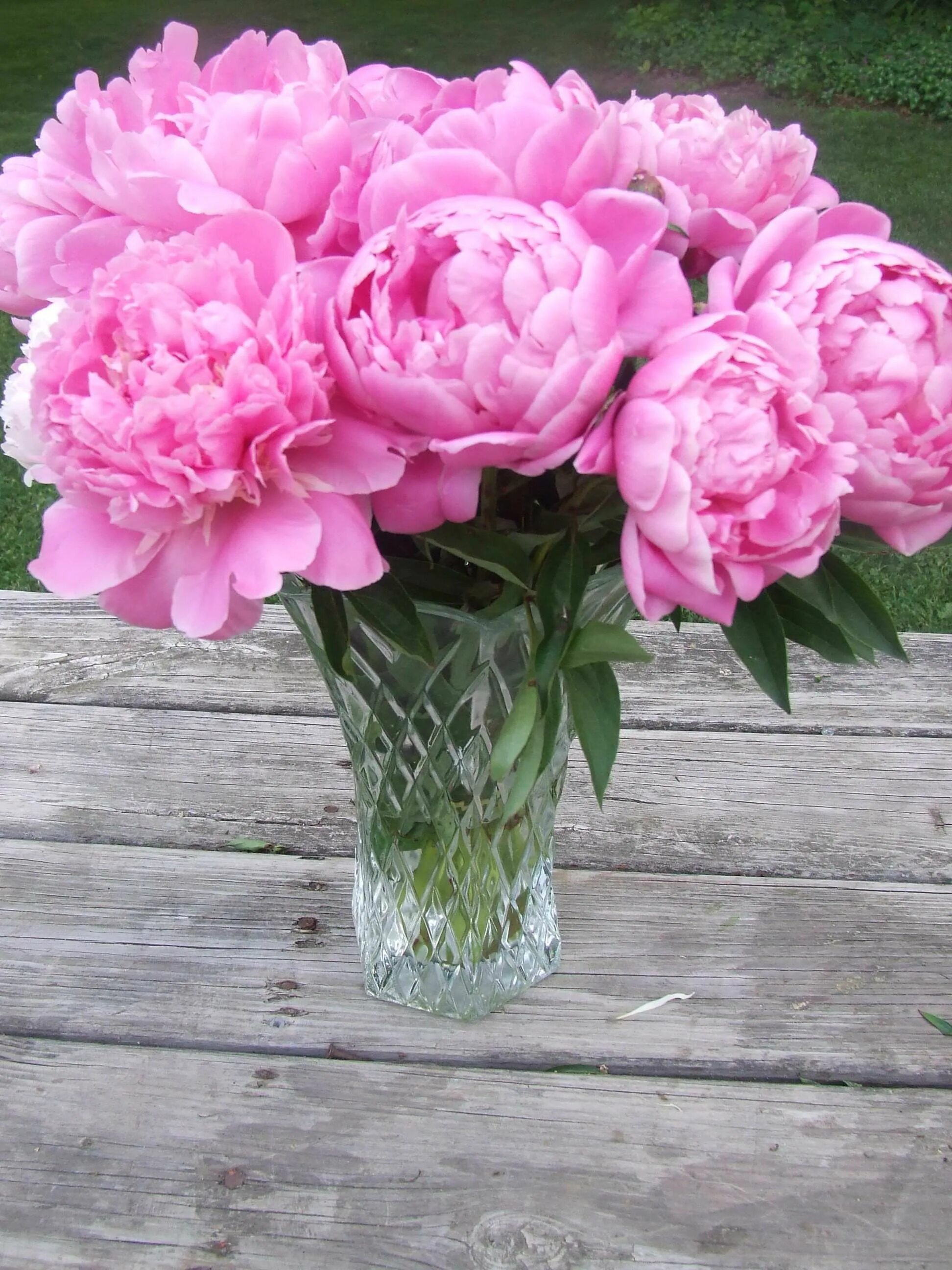 Пионы фото купить Peony Flower Care and Fun Facts - Wicks Nest Flowers, Flower care, Flower images