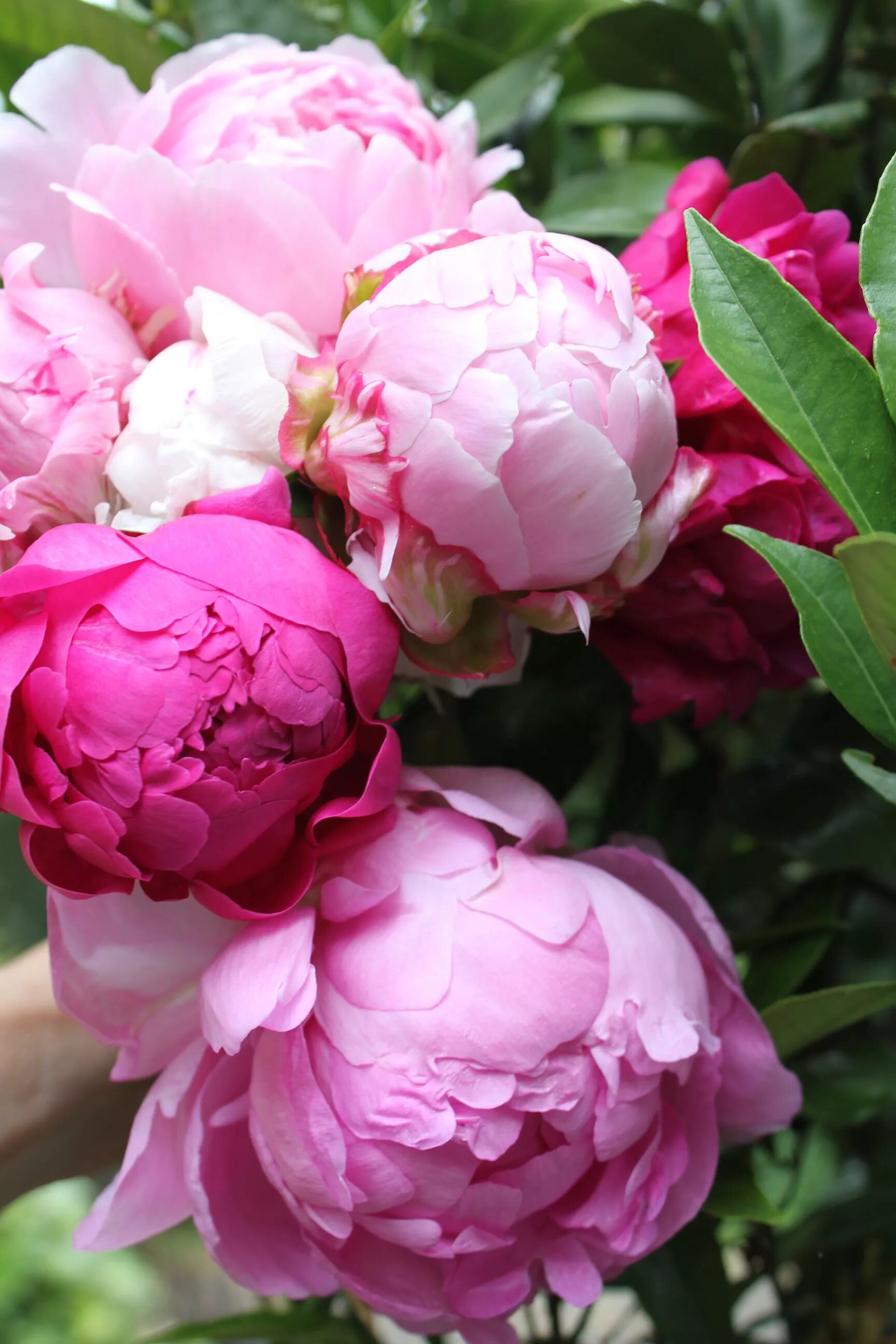 Пионы фото купить Trouvais Beautiful flowers, Peonies, Pretty flowers